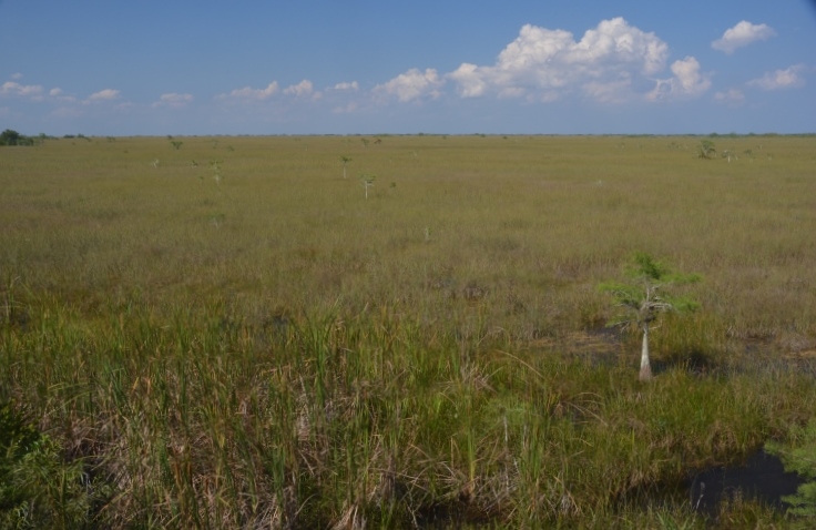 Everglades prairie